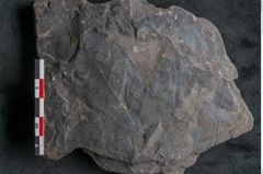 Foto (Detailansicht) von Cupanites novae zeelandiae Ettingshausen (NHMW-GEO-2024-0188-10251)